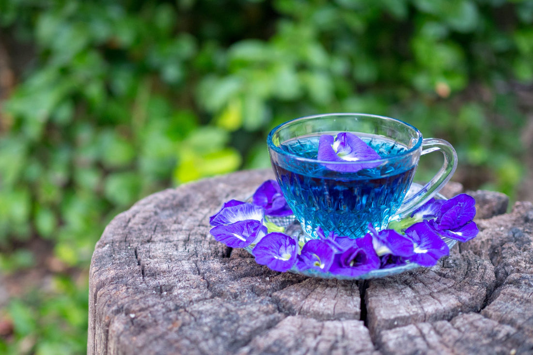 10 Surprising Health Benefits of Shankhpushpi (Butterfly Pea Flowers)